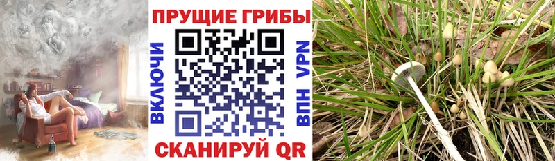 Псилоцибиновые грибы ЛСД  Анива 